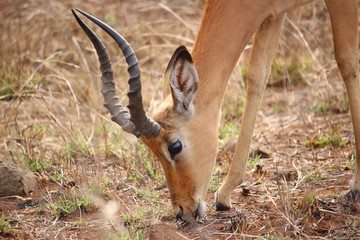 Impala in S&uuml;dafrika