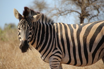 Zebra Gras essend in S&uuml;dafrika