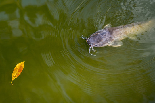 Catfish emerges out of the turbid green water and stares towards a yellow leaf. Clarias genus. An inhabitant of a temple pond of Wat Phai Lom in Trat city, Thailand
