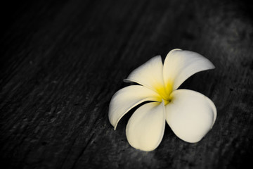 Fototapeta na wymiar White and yellow Frangipani flowers on floor