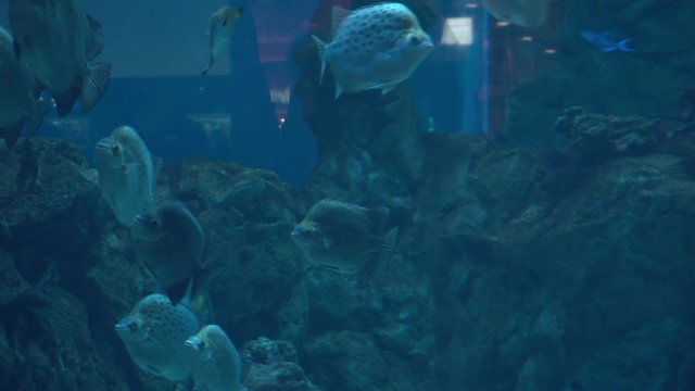 exotic Aquarium fishes swim in sea blue water