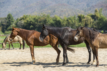 Fototapeta na wymiar three beautiful horse in farm relaxing in sand Stable