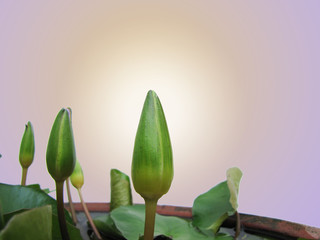 young three Buddha lotuses in yellow-pink-white light background