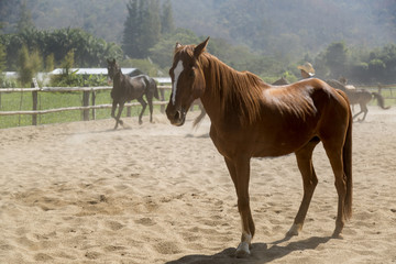 beautiful horse in farm relaxing in sand Stable