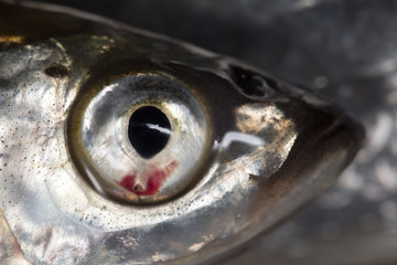 sardine 4726