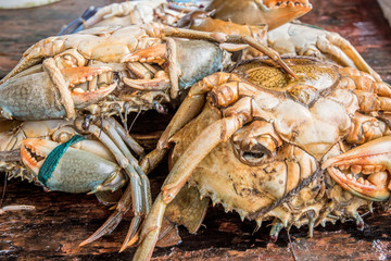 Fresh raw crabs