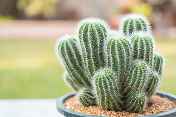 Closeup of cactus plant in a flowerpot on a green garden nature background.