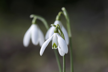Snowdrops in the winter , Cornwall, UK