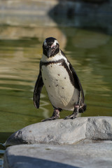 Brillenpinguin