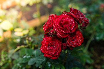 rose
