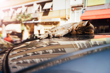Stretched out cat lying on the top of a car parked on the street. Reflection on the windows of the lacquer.