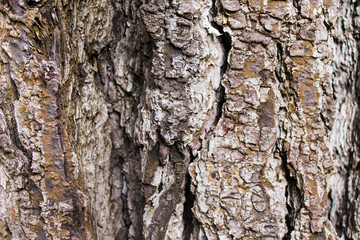 Trunk Wood Textured