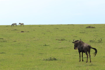 Back of Wildbeest  (gnu)  at meal in Kenya