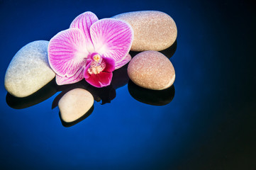 Beautiful spa concept with violet orchid on stones