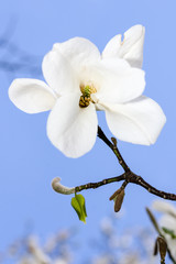 beautiful white magnolia blossom