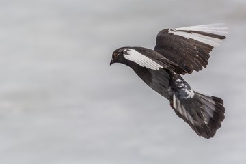A Colorful Pigeon Landing into the Park