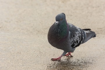 A Pigeon Marching near the Lake at Winter's End
