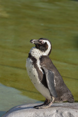 Obraz premium Brillenpinguin