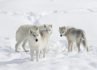 Obraz premium Arctic wolf pack isolated on white background in the winter snow in Canada