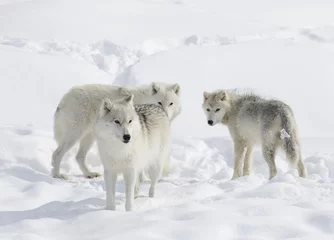 Papier Peint photo Loup Arctic wolf pack isolated on white background in the winter snow in Canada