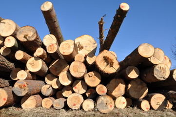 Tree Logs in Pile Against Blue Sky