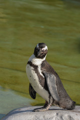 Naklejka premium Brillenpinguin