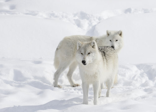 Arctic wolves isolated on a white background in the winter snow