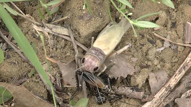 Crickets moulting the exoskeleton