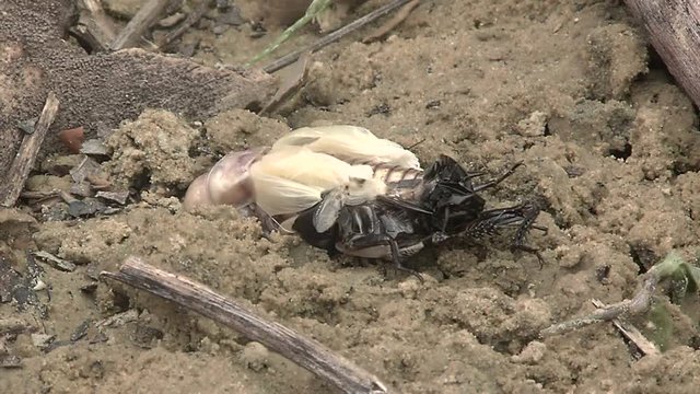 Crickets moulting the exoskeleton