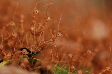 The red ants close up.