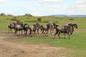 Wildbeests  (gnus) herds at meal in Kenya