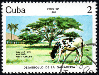 UKRAINE - CIRCA 2017: A stamp printed in Cuba, shows a Cow grazing in the meadow Pastos artificiales, the series Livestock Development, circa 1984