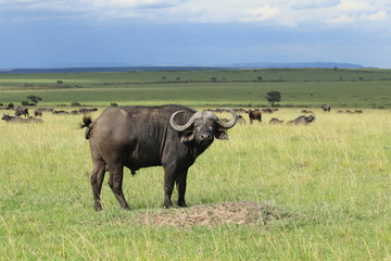 Buffalo in Masai Mara, Kenya