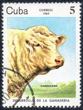 UKRAINE - CIRCA 2017: A stamp printed in Cuba, shows a cow breed Charolaise, the series Livestock Development, circa 1984