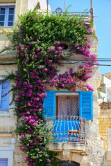 Fototapeta na wymiar Beautiful Maltese balcony entwined with bougainvillea on Birgu. Malta