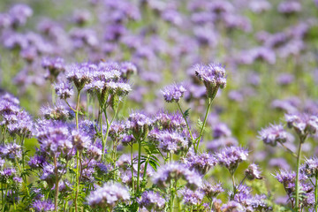 Blossom phacelia flowers