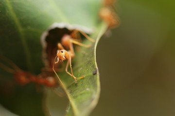 The red ants close up.