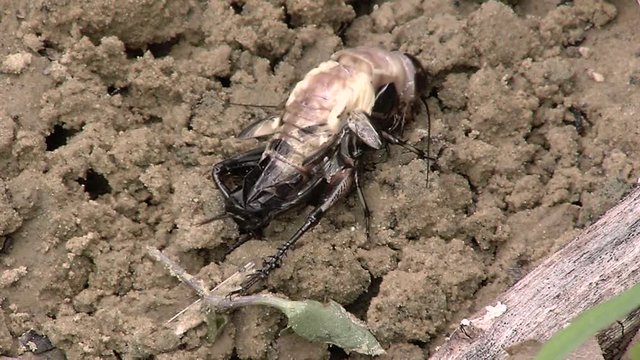 Crickets moulting the exoskeleton