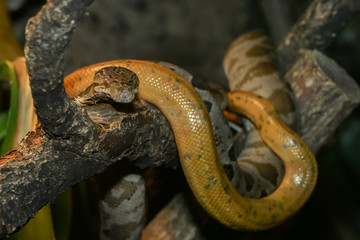 Gartenboas