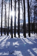 trees in winter - the play of light and shadow