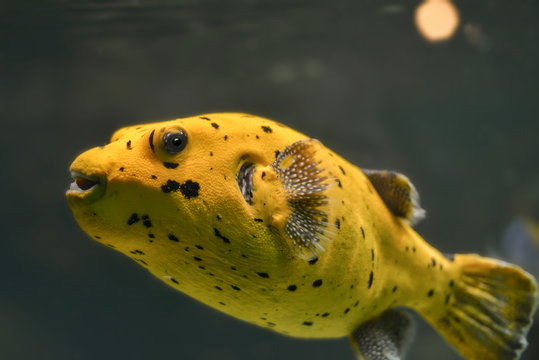 Kofferfisch
