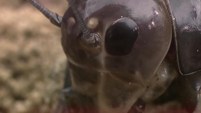 Macro pictures of crikets