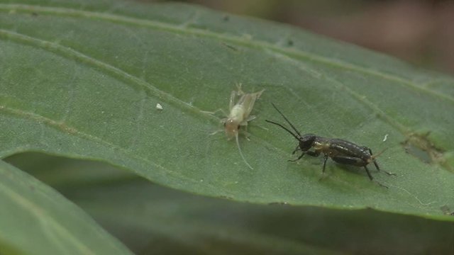 nymph. Babies cricket