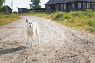 the white dog costs on the road