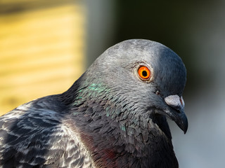 Penetrating Look Pigeon
