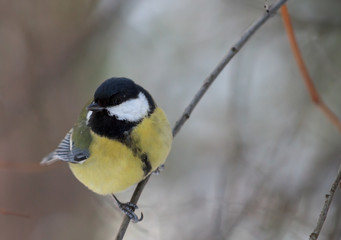 Great Tit perched on the branch