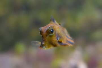 Kofferfisch