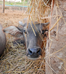 Fototapeta premium Cute young water buffalo and his brother calf