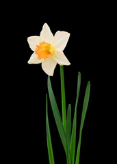 Flower daffodil with stem and leaves isolated on a black background.