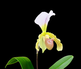 Slipper orchid isolated on black background.